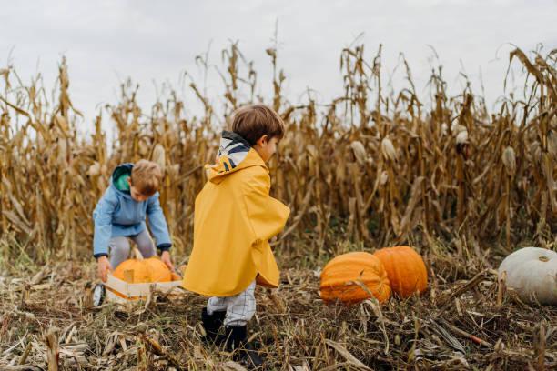 istock Little boys picking pumpkins on a pumpkin patch 1347692796