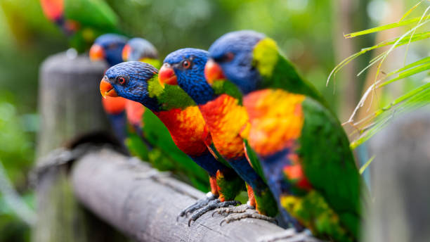 Rainbow lorikeets Rainbow lorikeets lorikeet stock pictures, royalty-free photos & images