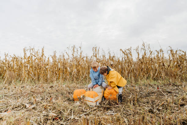 istock Little boys picking pumpkins on a pumpkin patch 1347692836