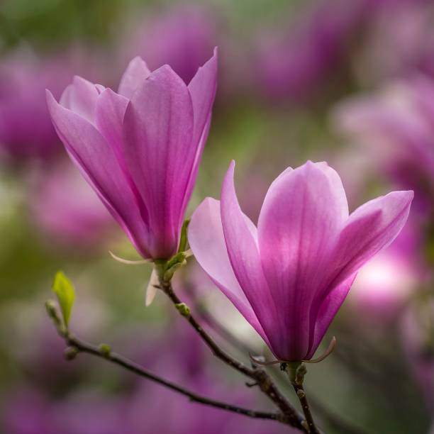 Beautiful pink magnolia tree blossoms on a branch stock photo