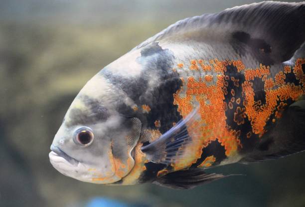 istock Astronotus in the aquarium 1347693391