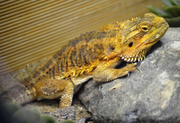 Big lizard Exotic lizard close up giant bearded dragon stock pictures, royalty-free photos & images