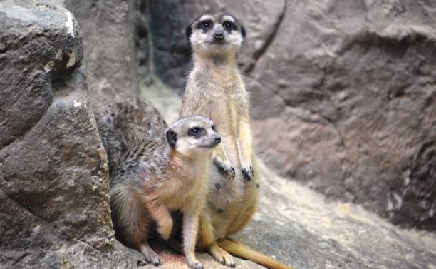 istock Animal Meerkat 1347694129