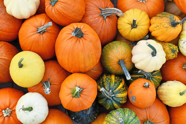 istock Different seasonal pumpkins and squashes 1347694249