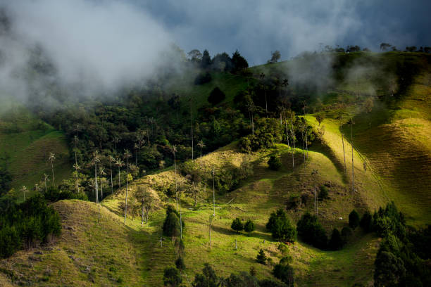 vista della bellissima foresta pluviale e delle palme di cera di quindio nella valle di cocora situata nel salento nella regione di quindio in colombia. - salento foto e immagini stock