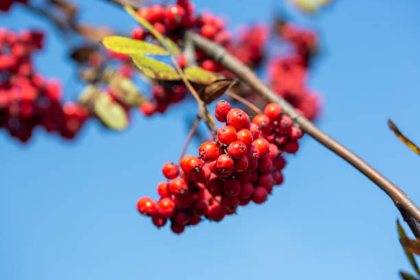 istock Bright red rowan berries on a branch against a blue sky 1347700490