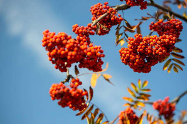 istock Bright red rowan berries on a branch against a blue sky 1347700513