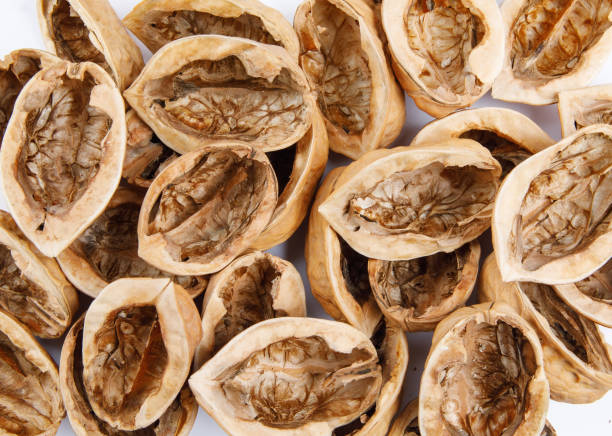 istock Fresh champignon mushrooms isolated on white background. Organic champignon close up. Side view 1347700530
