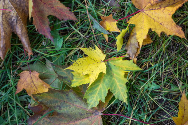 istock Bright yellow fallen maple leaves on the ground in autumn, selective focus 1347700572