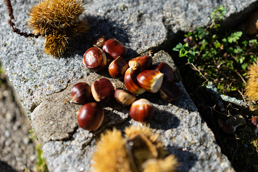 Fresh chestnuts and chestnut bugs on on granite border.