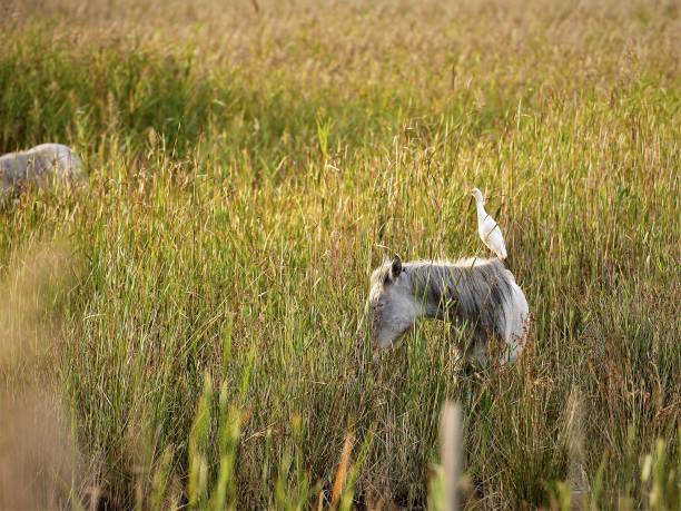 istock Camargue. Field with white horse 1347701740