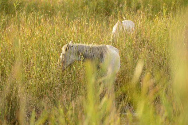 istock Camargue. Field with white horse 1347701754