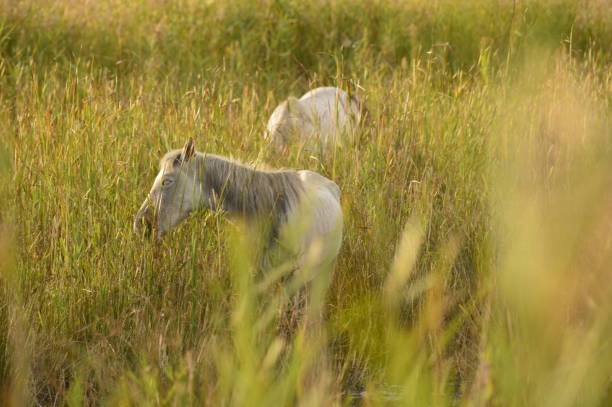 istock Camargue. Field with white horse 1347701771