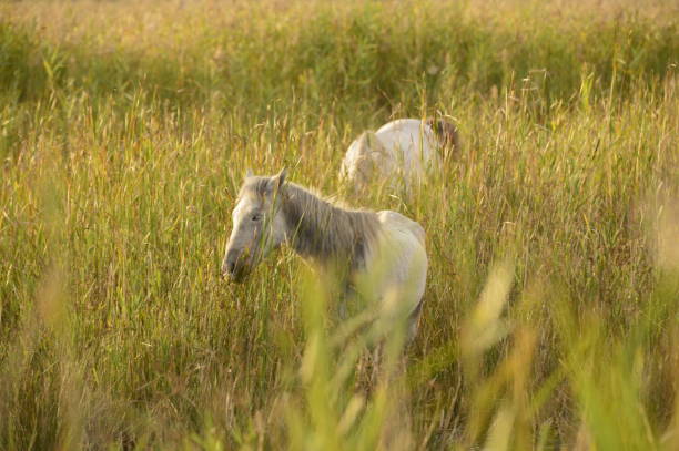 istock Camargue. Field with white horse 1347701785