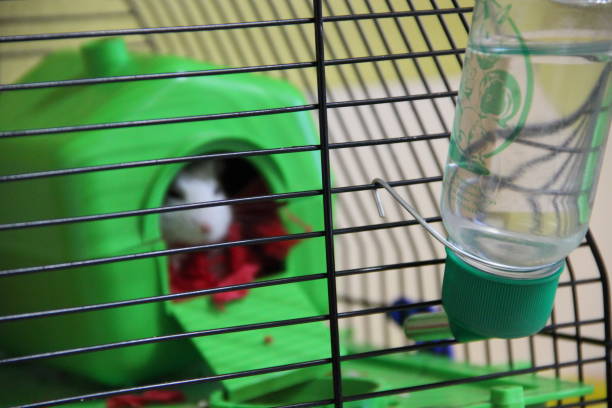 istock hamster is sitting in cage. Blurred focus. White hamster sitting in cage 1347701788