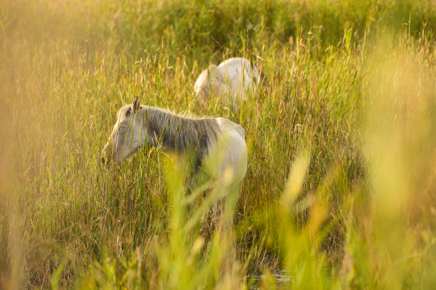 istock Camargue. Field with white horse 1347701800