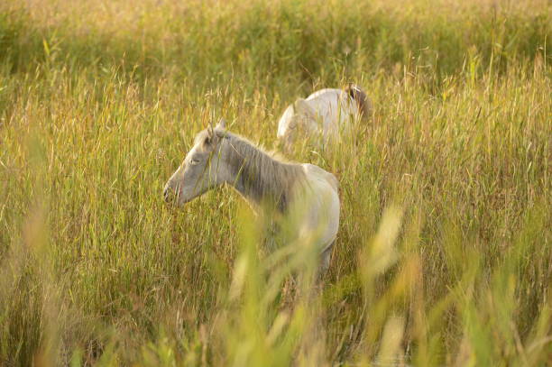 istock Camargue. Field with white horse 1347701808