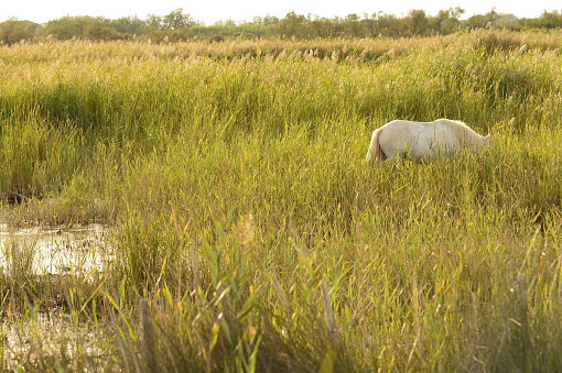 Camargue. Field with white horse