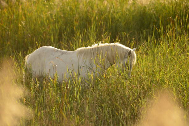 istock Camargue. Field with white horse 1347701828