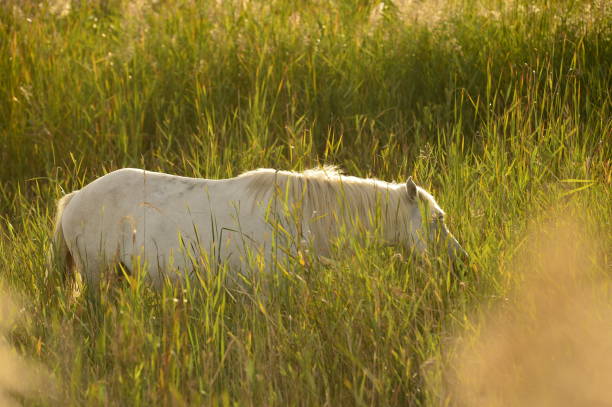 istock Camargue. Field with white horse 1347701829