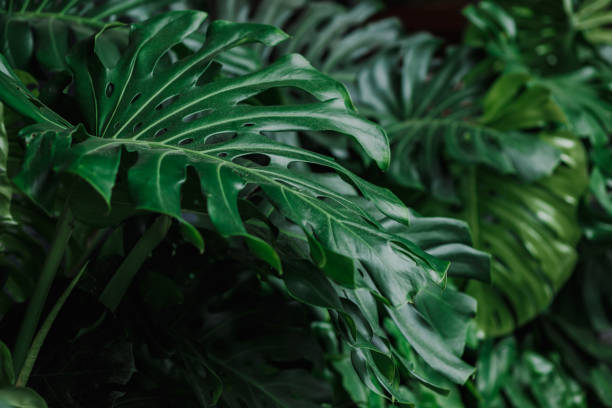 istock Giant Monstera leaves 1347703565