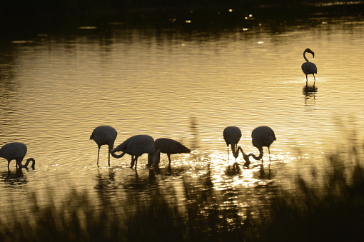 Camargue - pink flamingos in a lake