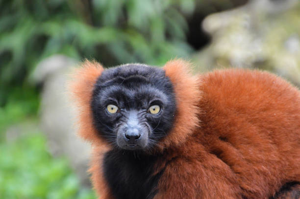 istock Red Ruffed Lemur At Amsterdam The Netherlands 1347704226