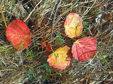 Four red aspen leaves lie on the grass. Signs of autumn. Changing seasons. Dry leaves. Autumn came. Autumnal leaves. Seasonal concept