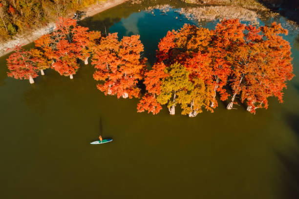 aerial view with woman on paddle on stand up paddle board at the lake with taxodium distichum trees in autumn - lone cypress tree imagens e fotografias de stock