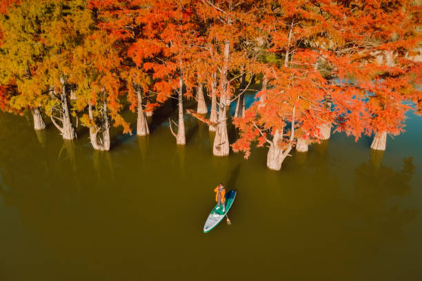 aerial view with woman on paddle on stand up paddle board at the lake with taxodium distichum trees in autumn - lone cypress tree imagens e fotografias de stock