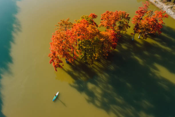 aerial view with woman on paddle on stand up paddle board at the lake with taxodium distichum trees in autumn - lone cypress tree imagens e fotografias de stock