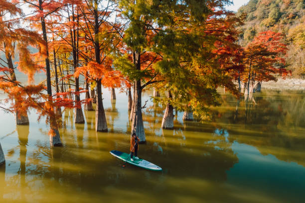 aerial view with woman on paddle on stand up paddle board at the lake with taxodium distichum trees in autumn - lone cypress tree imagens e fotografias de stock