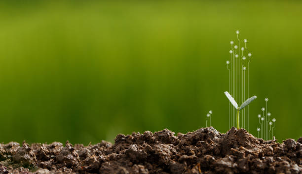 istock CSR concept and business planting 1347706072