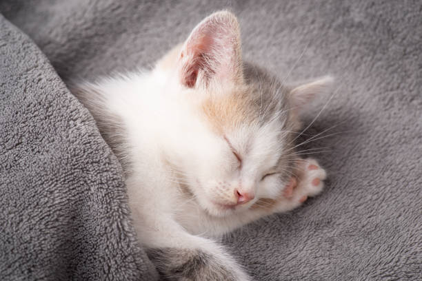 istock Small white kitten under gray blanket having rest after long hours of playing 1347707350