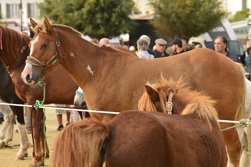 Saintes Maries, France - Septembre 25, 2021: people visit Equine Festival in the streets of the city with parades, exhibitions and sale of horses and accessories