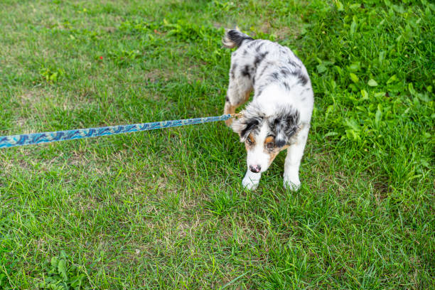 An Australian Shepherd is standing on green grass with its mouth closed and pulled by a leash, refusing to go.