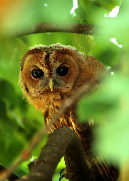 istock Tawny Owl hidden among the branches 1347711902