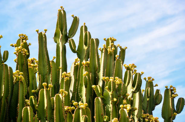 istock Calm Cactus Desert Sunset 1347712160