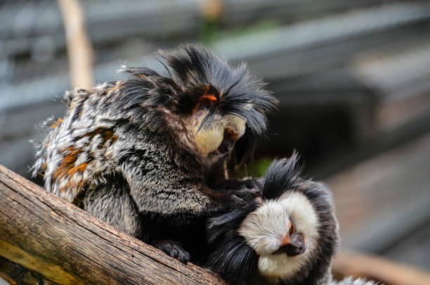 Small Black and White Monkey Callithrix Geoffroyi Small Black and White Monkey callithrix geoffroyi stock pictures, royalty-free photos & images