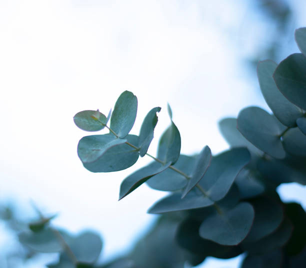 istock Corner for text made of cyneria eucalyptus. 1347712312
