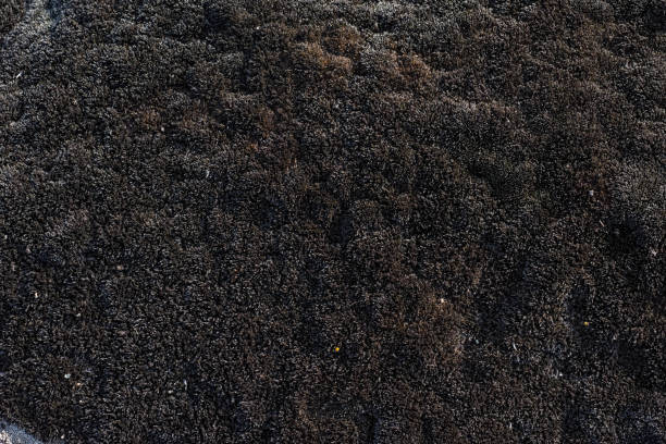 istock The old concrete abstract texture with cracks and green mold 1347712462