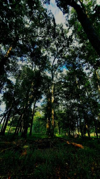 istock Trees on  Rocky Creek 1347716115