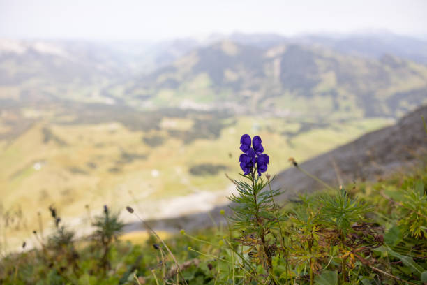 amazing hiking day in the alps of switzerland. wonderful view over a beautiful lake called brienzersee. what an amazing view. - interlaken berne brienz lake imagens e fotografias de stock