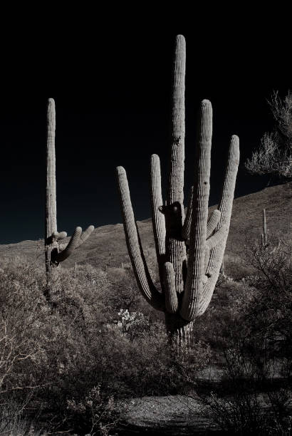 istock Sonora desert saguaro cactus 1347718832