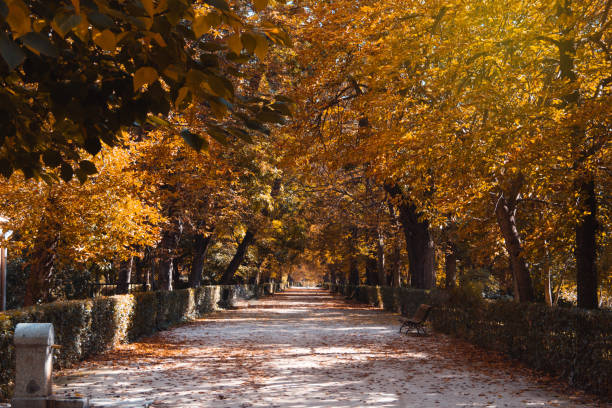 Park avenue in autumn. Fallen leaves. Selective focus.