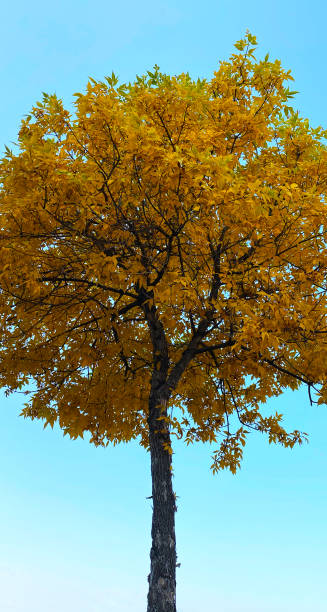 istock single tall fall maple tree color changing autumn fall leaves season 1347719423