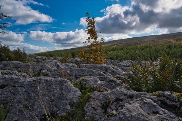 istock Limestone pavement with small tree with Autumnal leaves, Beckermonds, Craven, Yorkshire Dales National Park, North Yorkshire, England, Britain 1347720687