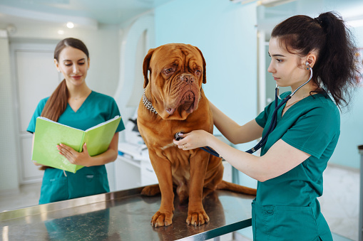 Doctor veterinarian inspecting the health of a obedient dog standing on the table in veterinary clinic. Healthcare, medicine treatment of pets. Dogue de bordeaux.