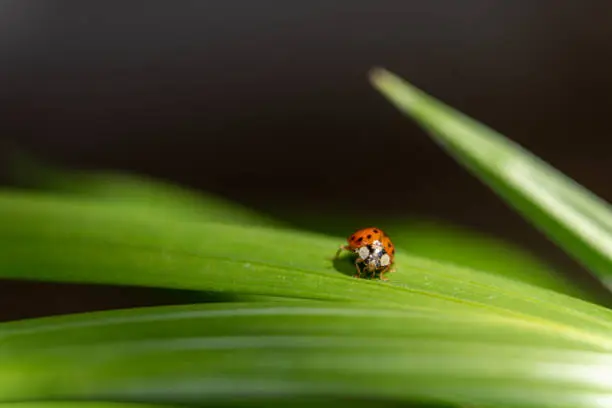 Photo of Ladybug on green leaf