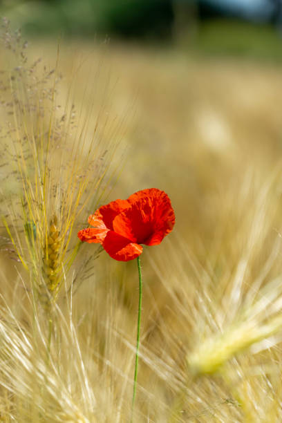 istock Poppy flower in corn field 1347724265